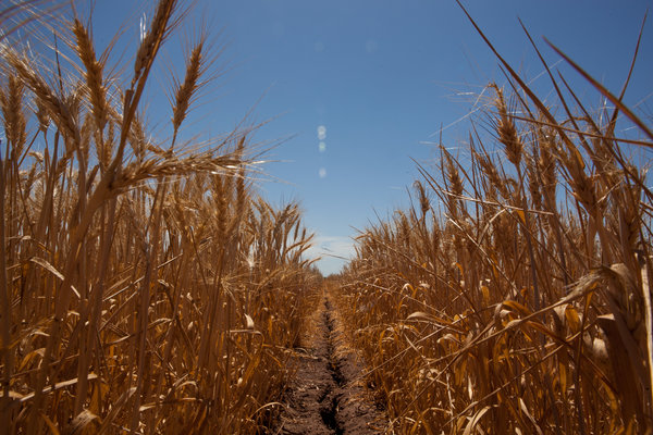 A United Nations panel of scientists says that globally, rising temperatures will make it harder for crops to thrive. A United Nations panel of scientists says that globally, rising temperatures will make it harder for crops to thrive.