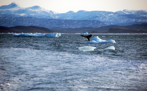 A whale dives into the sea off the coast of Greenland's capital Nuuk, Oct. 17, 2012. REUTERS/Alistair Scrutton A whale dives into the sea off the coast of Greenland's capital Nuuk, Oct. 17, 2012. REUTERS/Alistair Scrutton