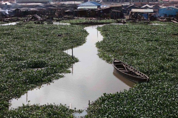 An abandoned canoe is seen on a water hyacinth covered lagoon near the Makoko slum in Nigeria's commercial capital Lagos An abandoned canoe is seen on a water hyacinth covered lagoon near the Makoko slum in Nigeria's commercial capital Lagos