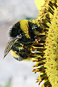 A bumblebee gathering pollen from a sunflower. Reuters A bumblebee gathering pollen from a sunflower. Reuters