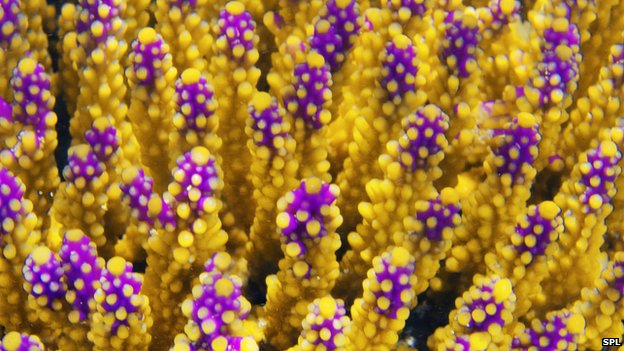 Great barrier reef Corals all over the world are threatened by rising rates of acidification in the oceans Great barrier reef Corals all over the world are threatened by rising rates of acidification in the oceans