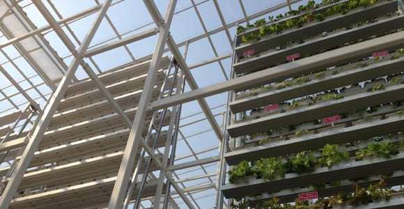 Sky Green hopes to see the prices of their vegetables go down as more vertical farms go up. Sky Green hopes to see the prices of their vegetables go down as more vertical farms go up.