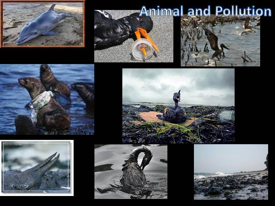 animal and pollution animal and pollution