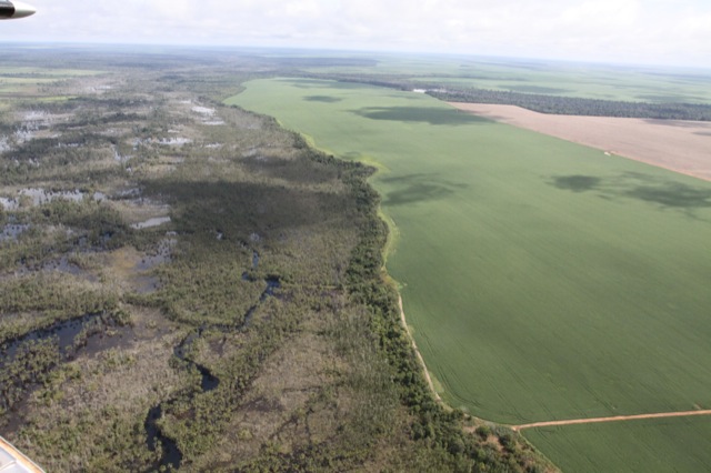 Amazon reforestation Amazon reforestation