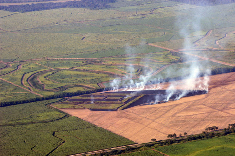 Forest burn Forest burn