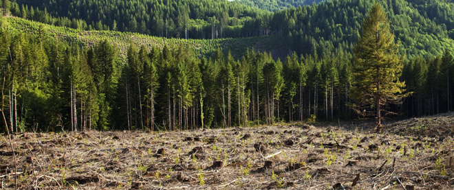 China’s Reforestation Programs: Big Success or Just an Illusion? China’s Reforestation Programs: Big Success or Just an Illusion?