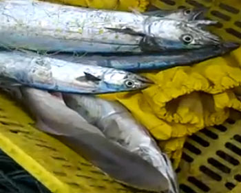 Ocean warming may complicate the future of fisheries resources in several region highly dependent on them. (Photo: undp.org)  Ocean warming may complicate the future of fisheries resources in several region