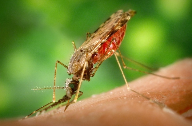 A Remnant From Algae In Malaria Parasite May Prove Its Weakness A Remnant From Algae In Malaria Parasite May Prove Its Weakness