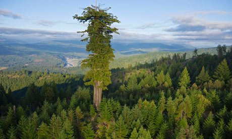 World's giant trees are dying off rapidly, studies show World's giant trees are dying off rapidly, studies show