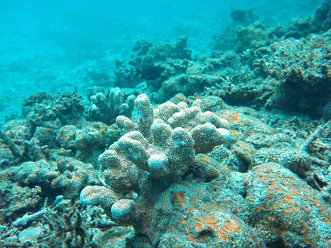 Pace of Ocean Acidification Has No Parallel in 300 Million Years, Paper Says Pace of Ocean Acidification Has No Parallel in 300 Million Years, Paper Says