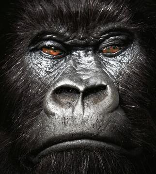 Gorillas, tigers at risk due to climate change-report Gorillas, tigers at risk due to climate change-report