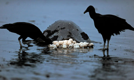 Vultures eat the eggs of sea turtles. Photograph: Yuri Cortez/AFP/Getty Images Vultures eat the eggs of sea turtles. Photograph: Yuri Cortez/AFP/Getty Images