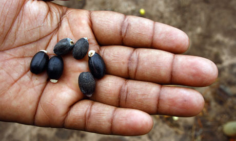 A worker shows Jatropha seeds in Manica province A worker shows Jatropha seeds in Manica province