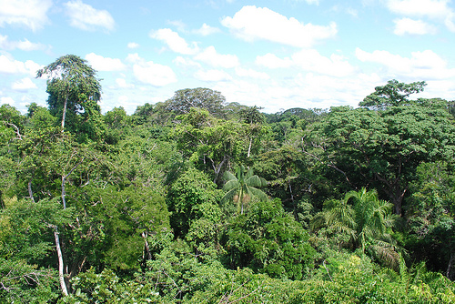 Rising Ocean Temperatures Prime Amazon Rainforest for Fire Rising Ocean Temperatures Prime Amazon Rainforest for Fire