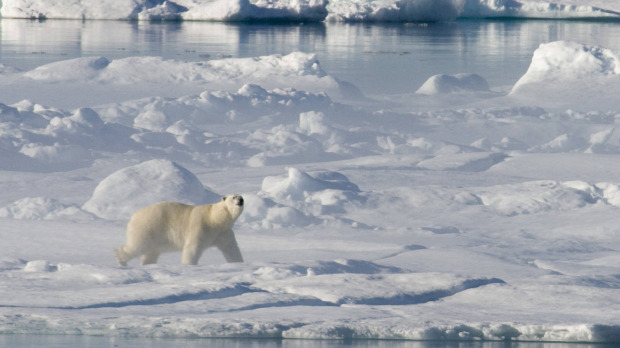 Canadian Arctic nearly loses entire ice shelf from global warming  Canadian Arctic nearly loses entire ice shelf from global warming