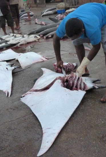 Devil ray having its gill rakers removed at a fishing port in Sri Lanka. The gill rakers of devil rays and closely related mantas are valuable for use in Chinese medicine. Photo: Sonja Fordham Devil ray having its gill rakers removed at a fishing port in Sri Lanka. The gill rakers of devil rays and closely related mantas are valuable for use in Chinese medicine. Photo: Sonja Fordham