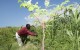 Elius Supreme working next to a 'miracle' moringa tree in Haiti. Photograph: Courtesy TreeForTheFuture