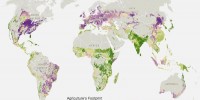 Crops grown for food (green) versus for animal feed and fuel (purple). National Geographic
