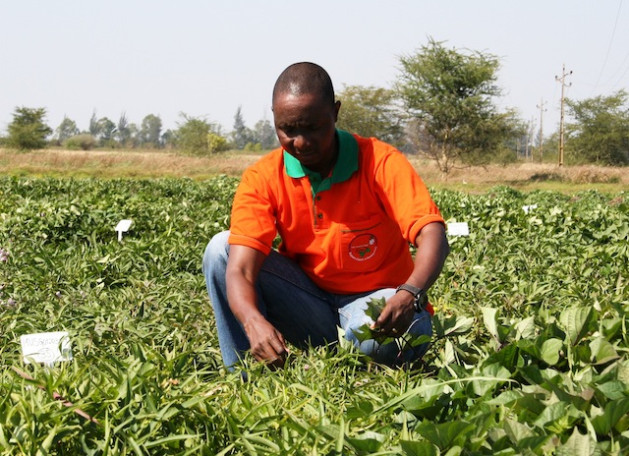 Sweetpotato breeder Jose Ricardo in Maputo Mozambique. Africa currently imports almost 40 billion dollars worth of food, and experts say that the continent needs to become more self-reliant. Sweetpotato breeder Jose Ricardo in Maputo Mozambique. Africa currently imports almost 40 billion dollars worth of food, and experts say that the continent needs to become more self-reliant.